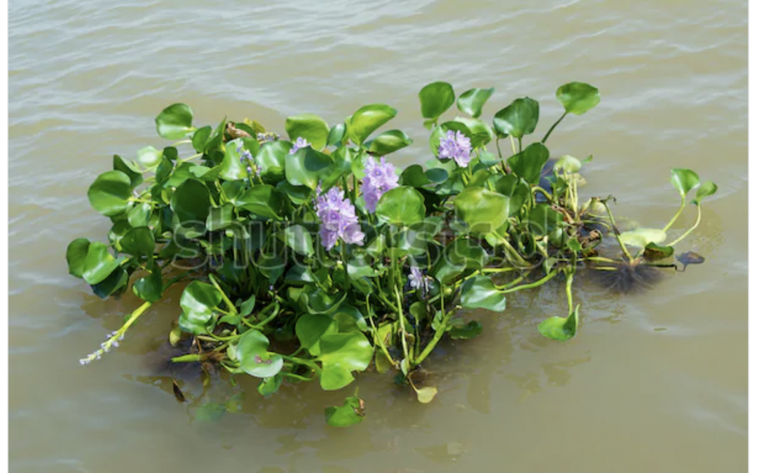 Cụm Bèo Lục Bình