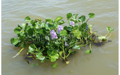 A Cluster of Pickerel Weeds